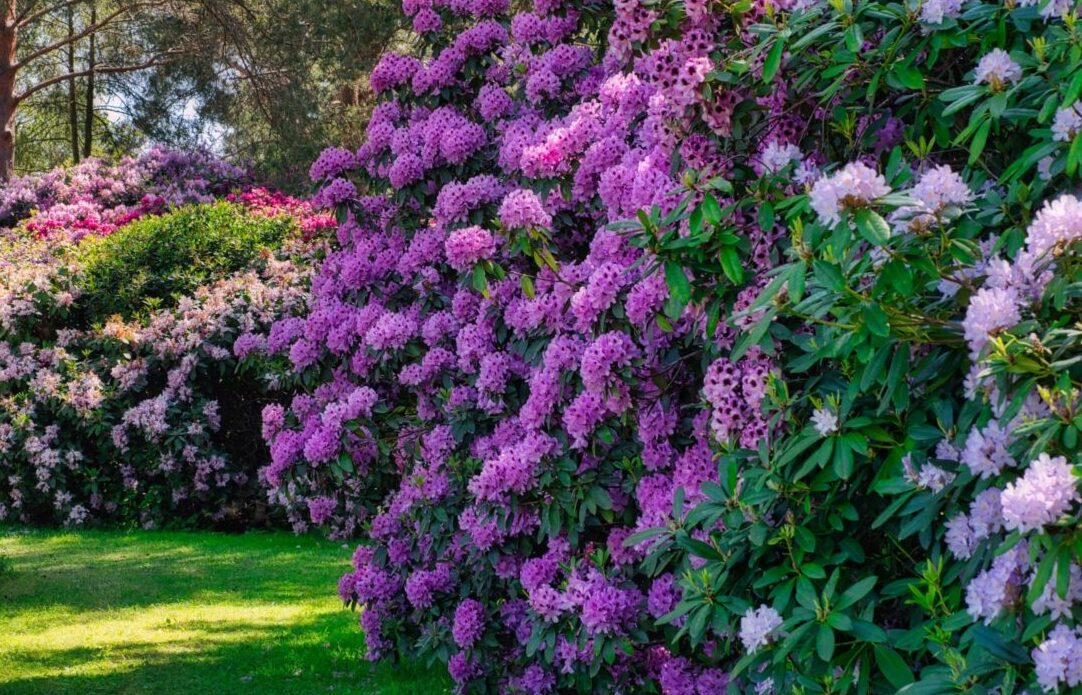 MUTTERTAG  Rhododendronblte im schnen OST-Friesland - GLANZ Bustouristik